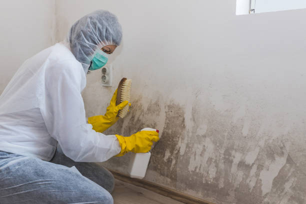 Best Mold Testing and Inspection Services in New Berlinville, PA